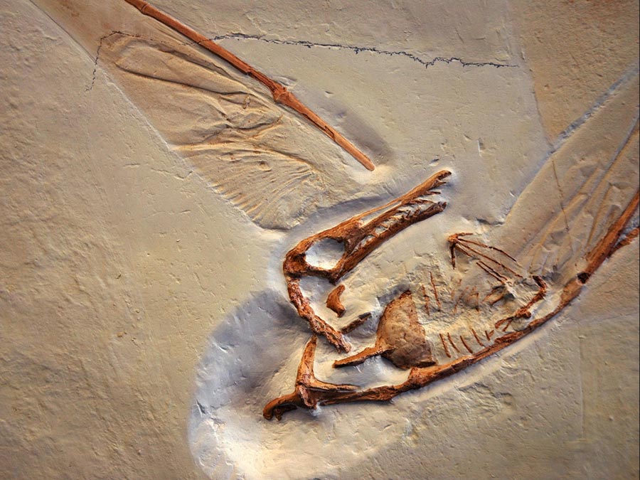 Replik eines Flugsaurier, Ramphorhynchus phyllurus