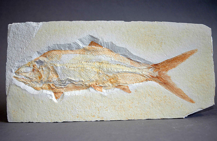 Kugelzahnfisch, Gyrodus circularis