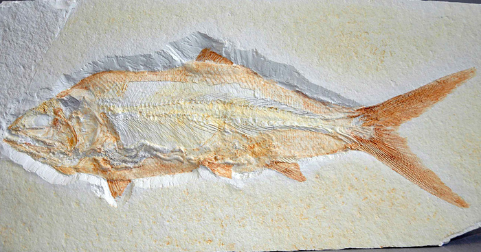 Kugelzahnfisch, Gyrodus circularis