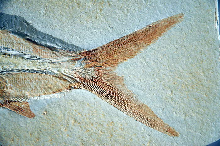 Kugelzahnfisch, Gyrodus circularis