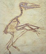 Flugsaurier, Pterodactylus