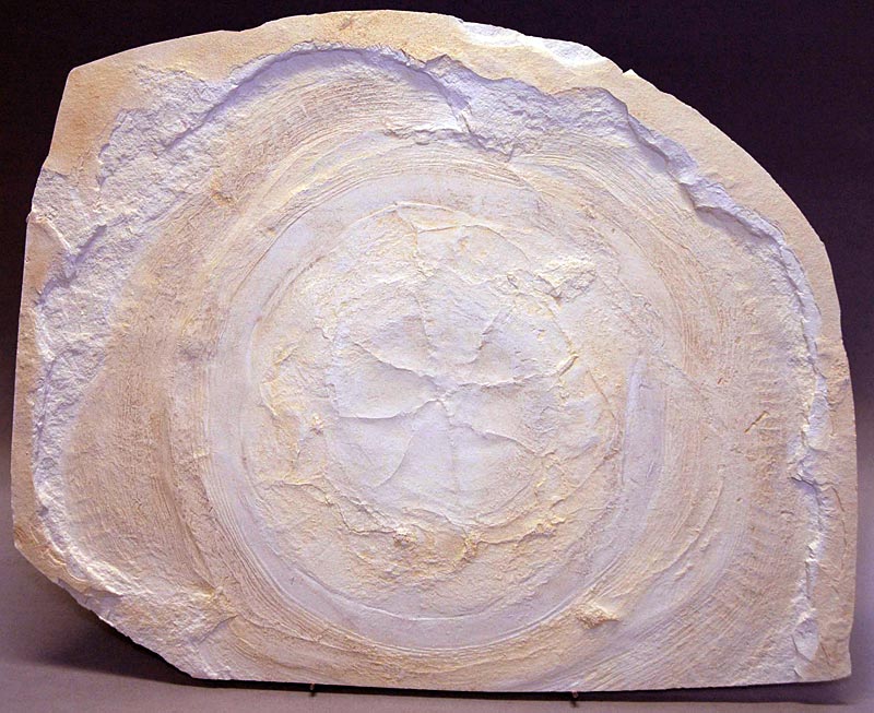 Qualle aus dem Solnhofener Plattenkalk