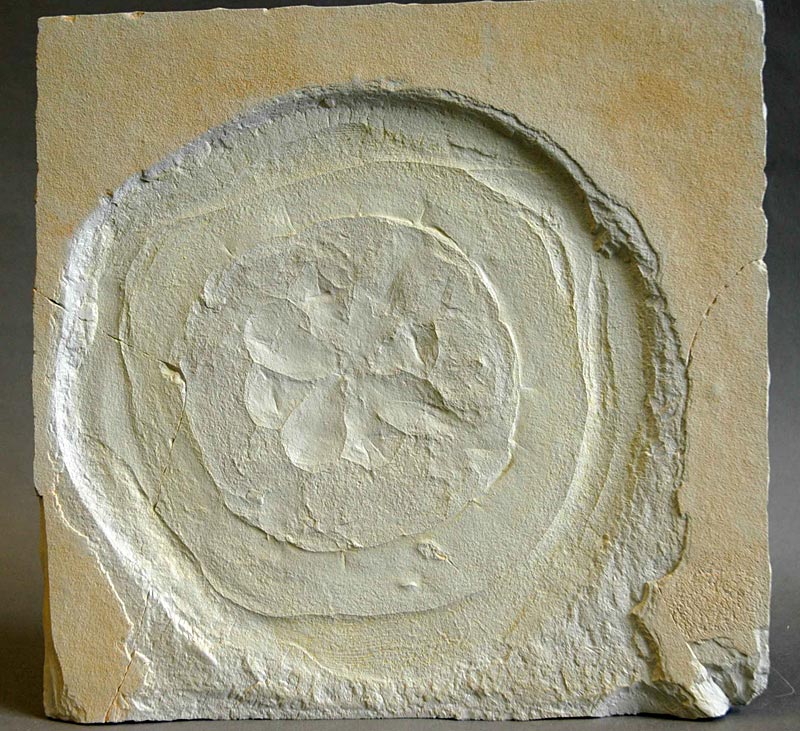 Qualle aus dem Solnhofener Plattenkalk