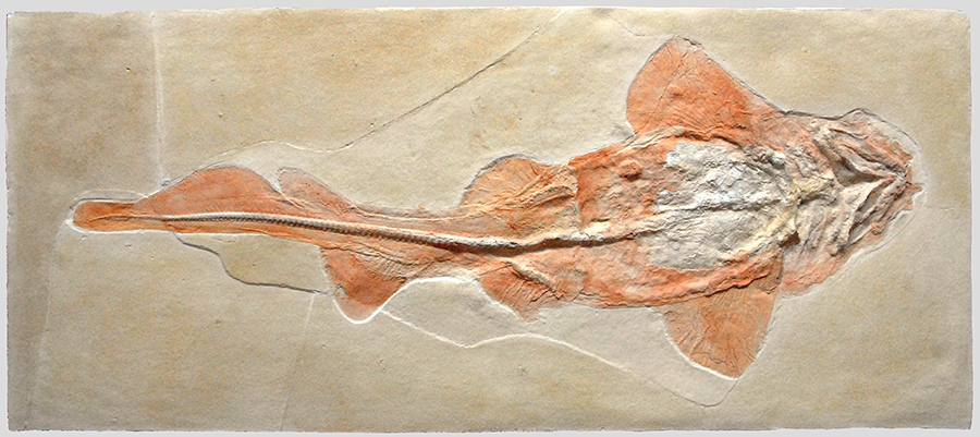 Hai aus dem Solnhofener Plattenkalk