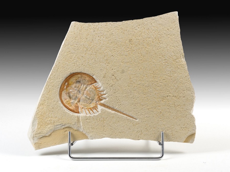 Replik eines Pfeilschwanzkrebs