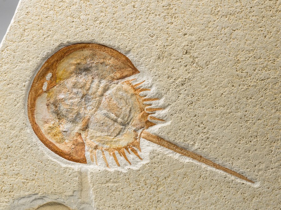 Replik eines Pfeilschwanzkrebs