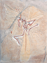 Urvogel, Archaeopteryx