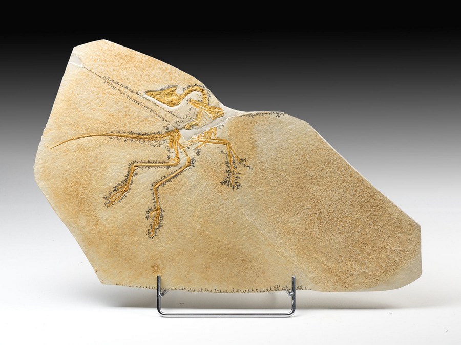 Replik eines Urvogels