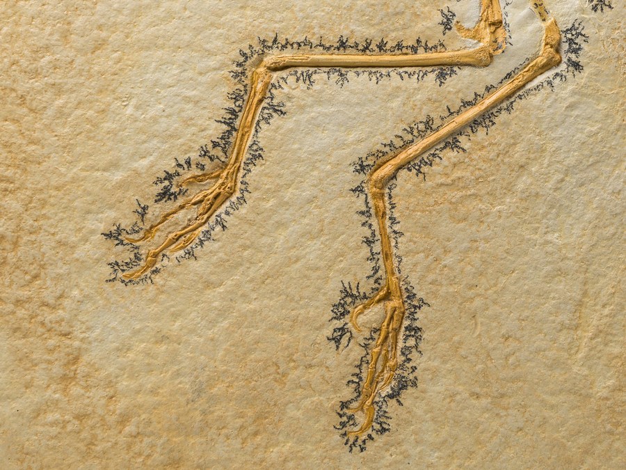 Replik eines Urvogels