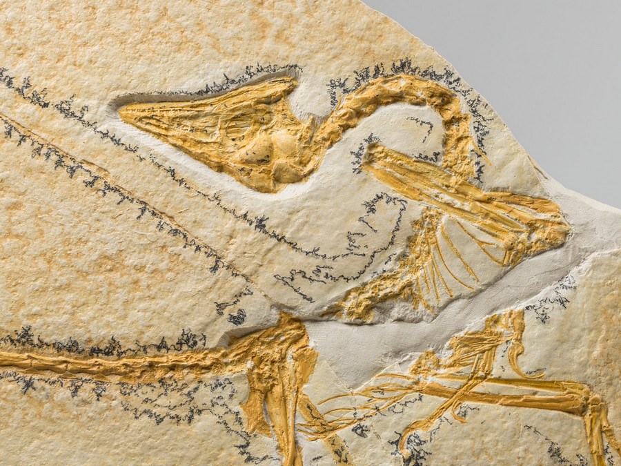 Replik eines Urvogels