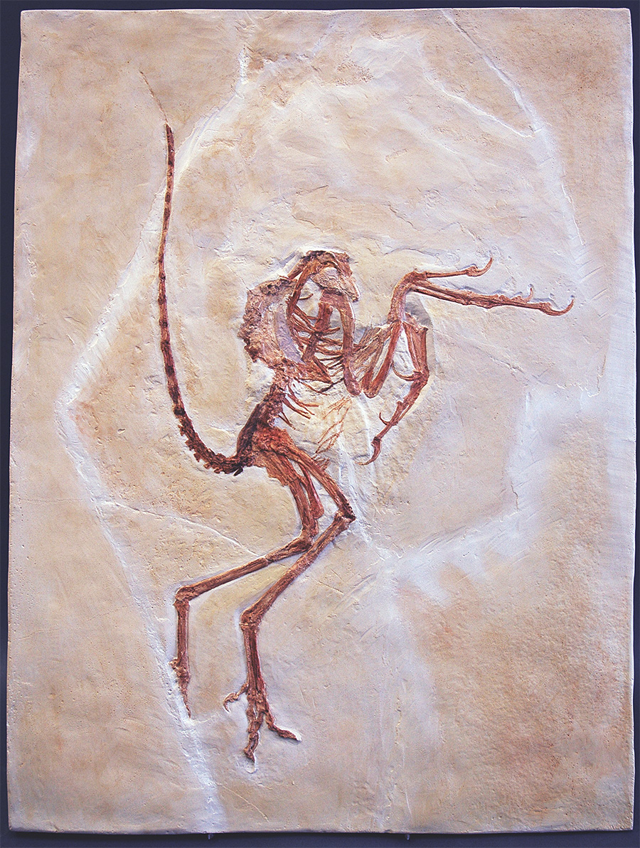 Replik eines Urvogels, Archaeopteryx: Solnhofener Exemplar