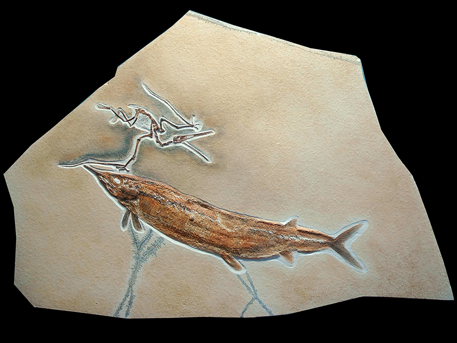 Replik eines Flugsauriers mit einem Schnabelfisch