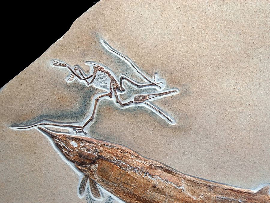 Replik eines Flugsauriers mit einem Schnabelfisch