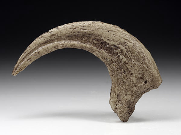 Kralle eines Velociraptor mongolensis