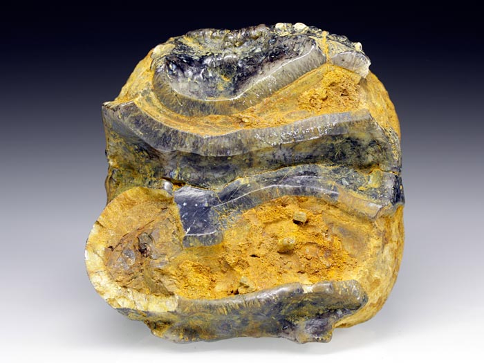 Backenzahn eines Deinotherium bavaricum