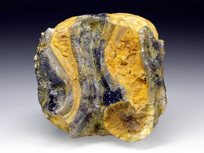 Backenzahn eines Deinotherium bavaricum