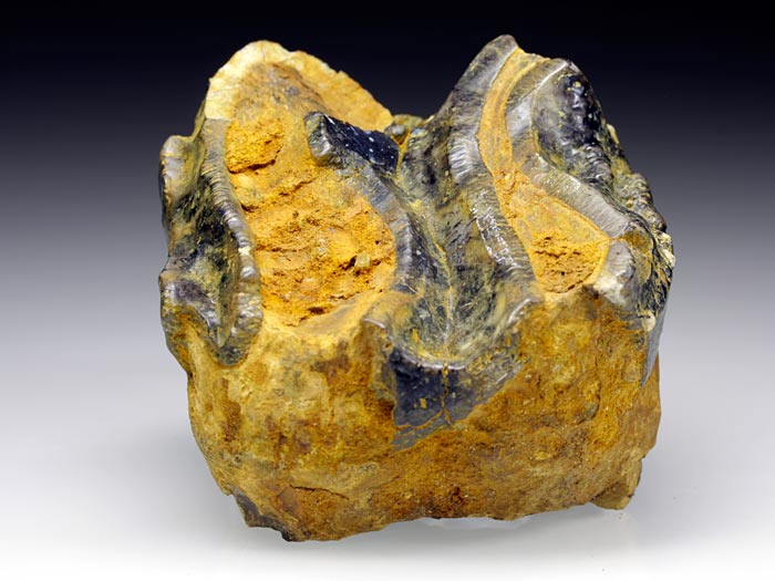 Backenzahn eines Deinotherium bavaricum