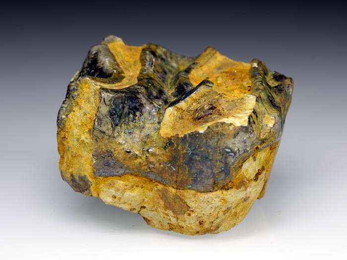 Backenzahn eines Deinotherium bavaricum