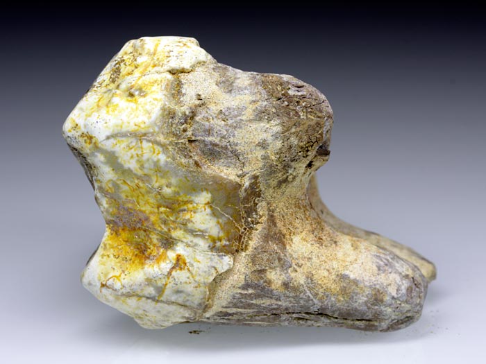 Backenzahn eines Deinotherium bavaricum