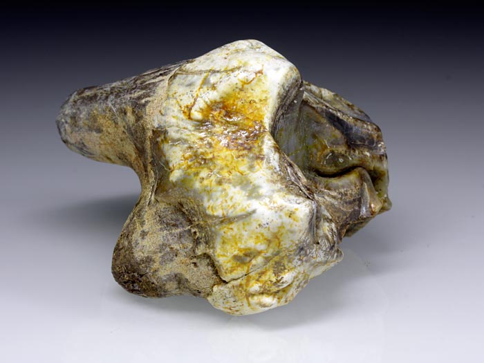 Backenzahn eines Deinotherium bavaricum