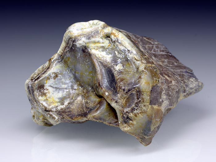 Backenzahn eines Deinotherium bavaricum