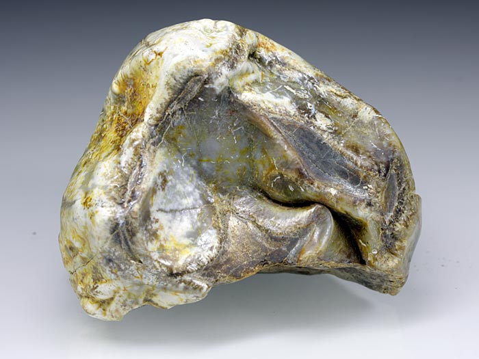 Backenzahn eines Deinotherium bavaricum