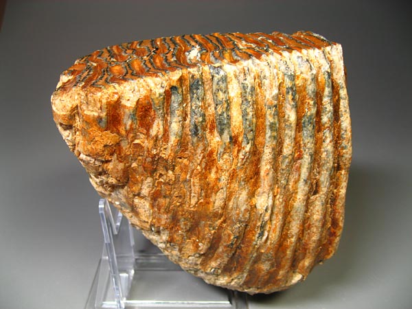 Backenzahn eines Mammuts