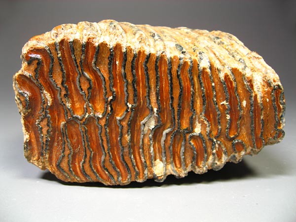 Backenzahn eines Mammuts