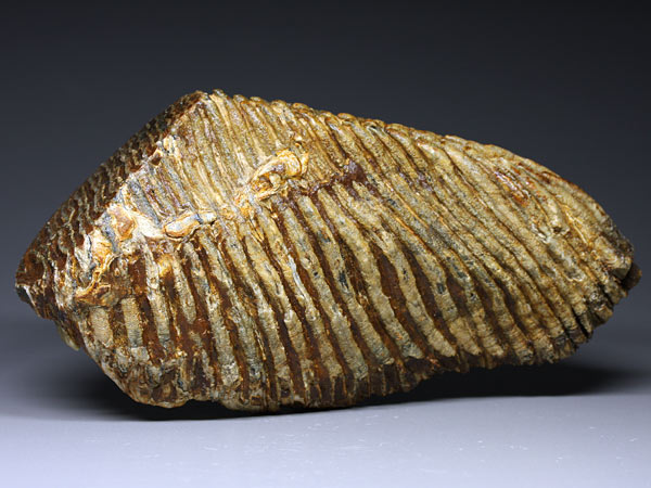 Backenzahn eines Mammuts