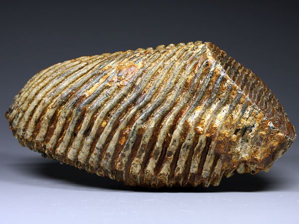 Backenzahn eines Mammuts