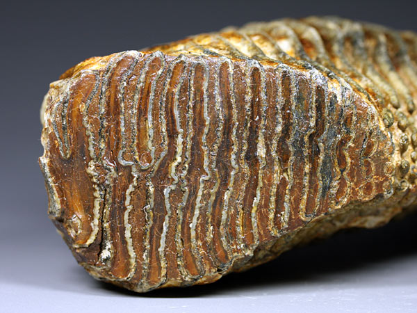 Backenzahn eines Mammuts