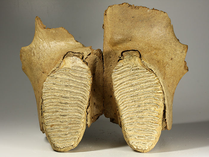 Oberkiefer eines Mammuts