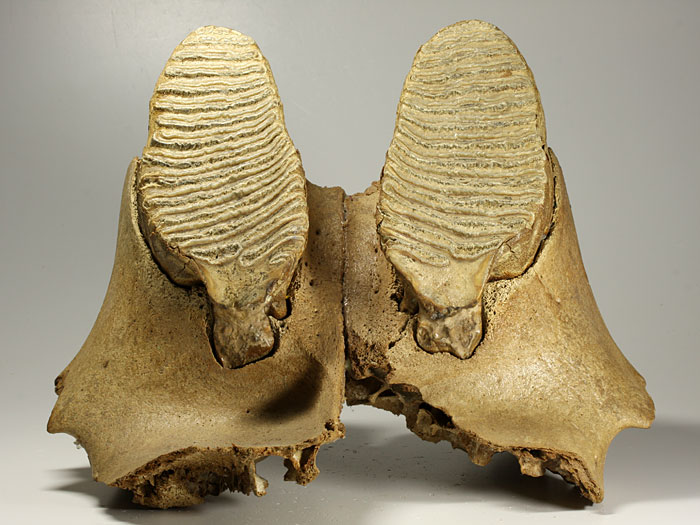 Oberkiefer eines Mammuts