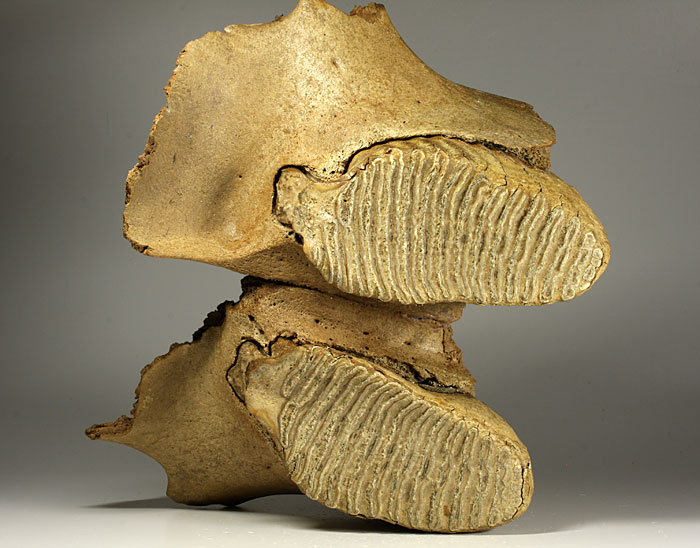 Oberkiefer eines Mammuts