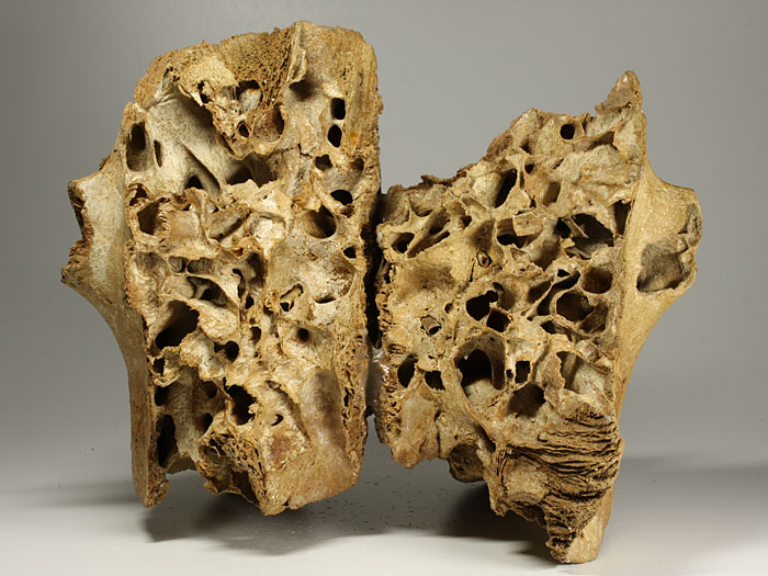 Oberkiefer eines Mammuts