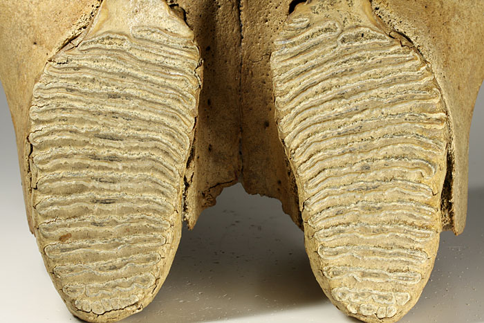 Oberkiefer eines Mammuts