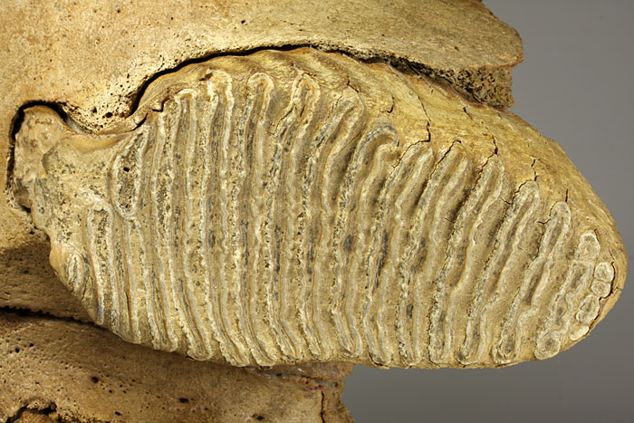 Oberkiefer eines Mammuts