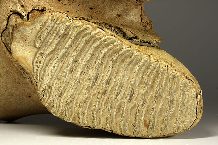 Oberkiefer eines Mammuts