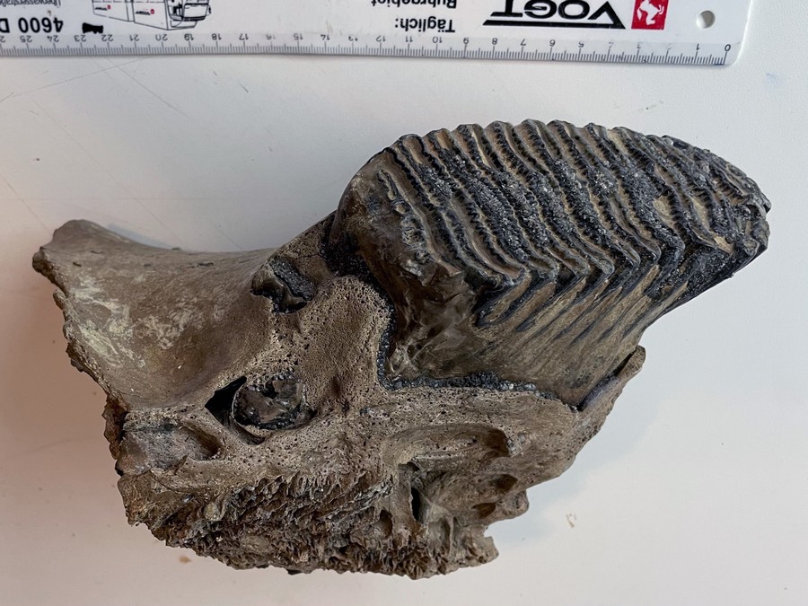 Unterkiefer-Fragment eines Mammuts