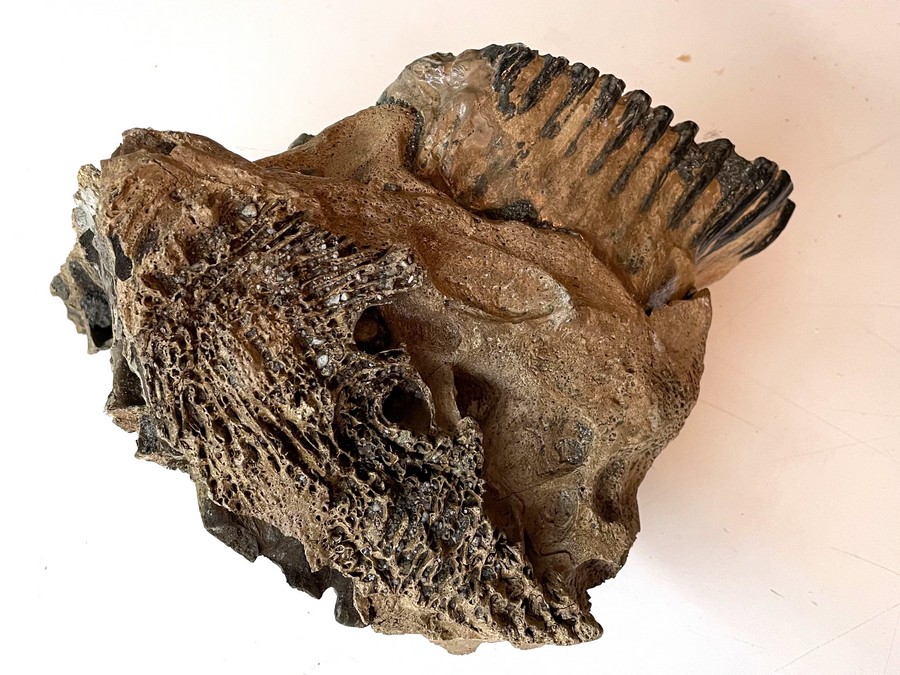 Unterkiefer-Fragment eines Mammuts