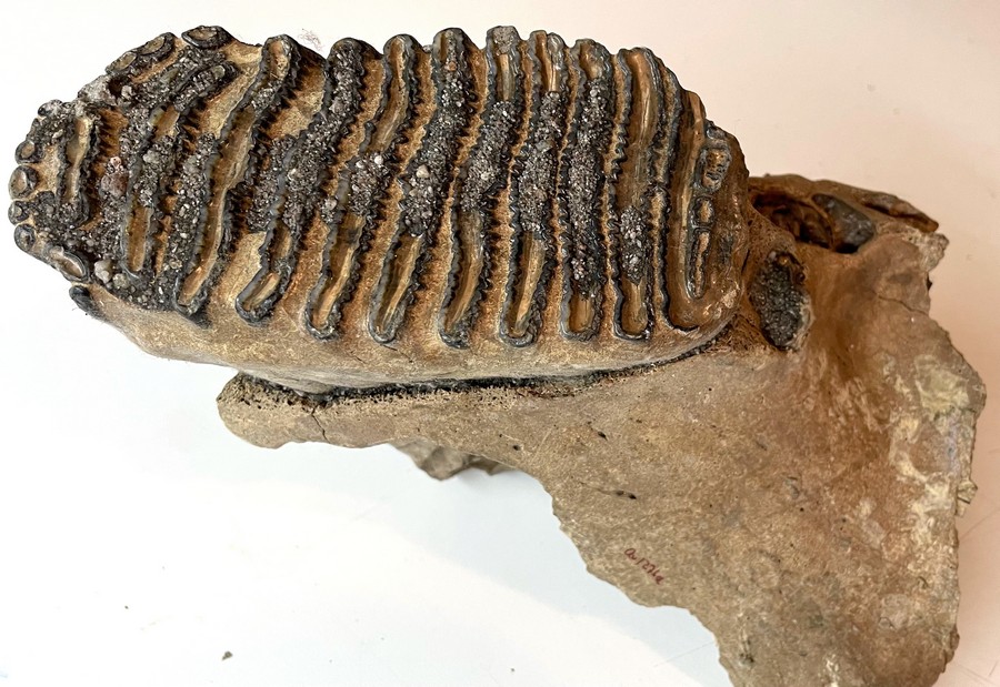 Unterkiefer-Fragment eines Mammuts