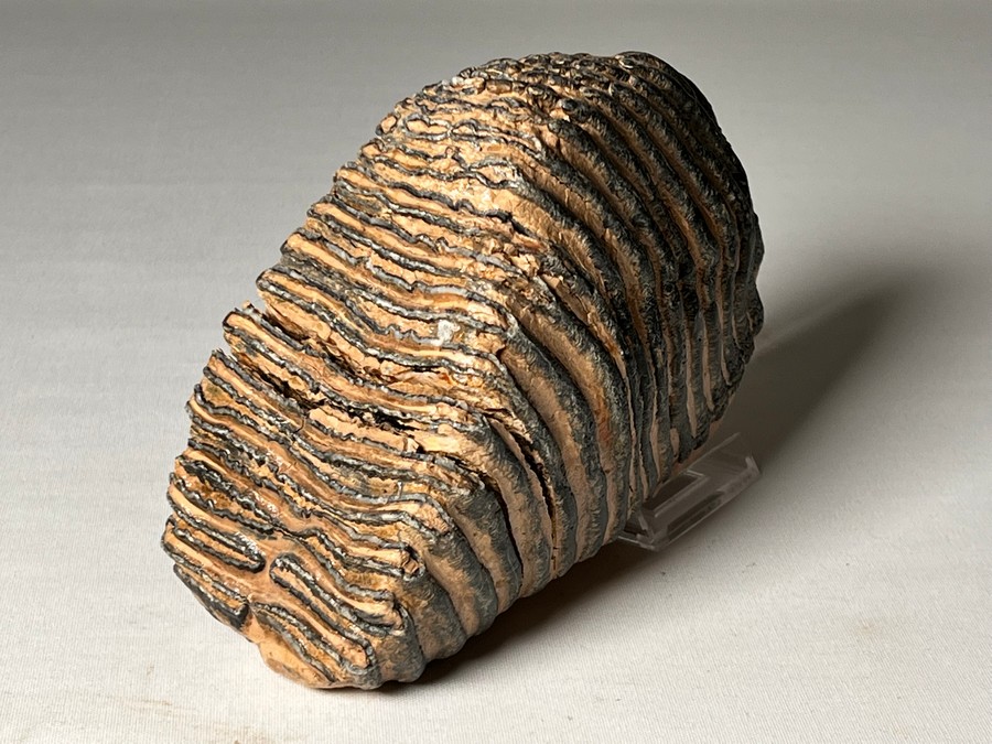 Backenzahn eines Mammuts