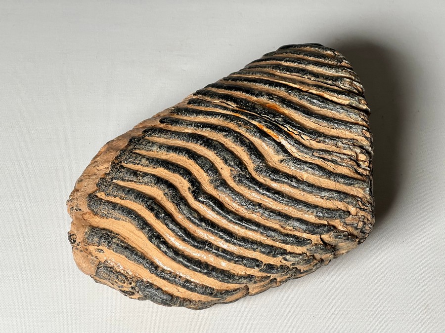 Backenzahn eines Mammuts