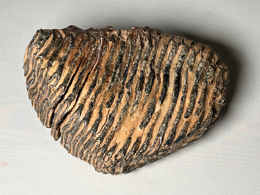 Backenzahn eines Mammuts