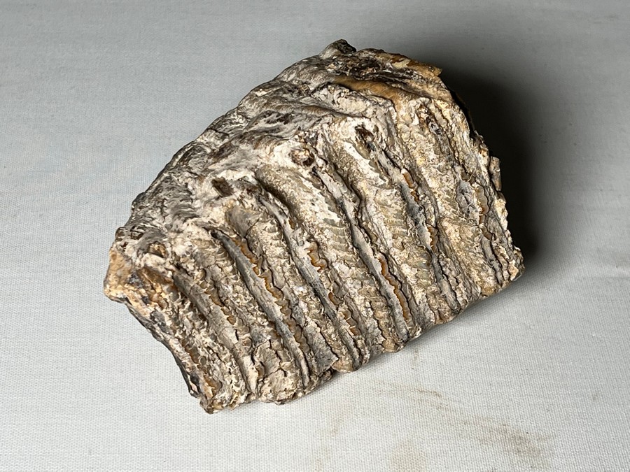 Backenzahn eines Mammuts