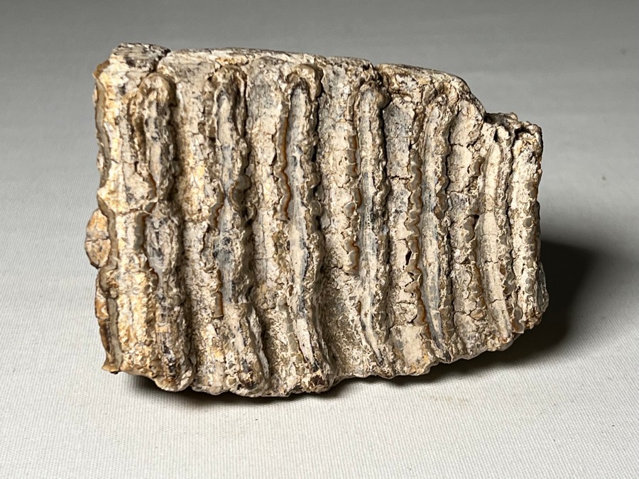 Backenzahn eines Mammuts