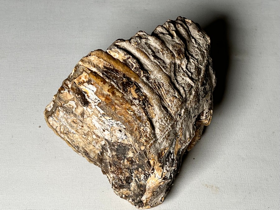 Backenzahn eines Mammuts