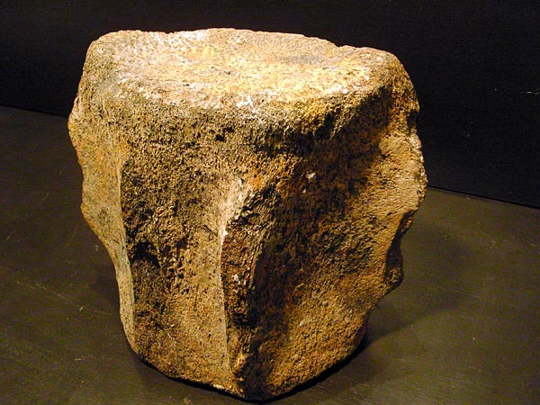 Walfossilien und Delphinfossilien