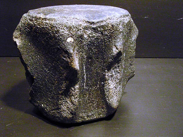 Walfossilien und Delphinfossilien