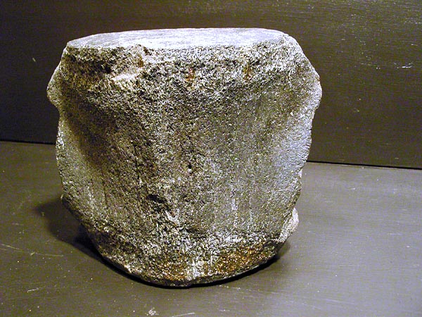 Walfossilien und Delphinfossilien